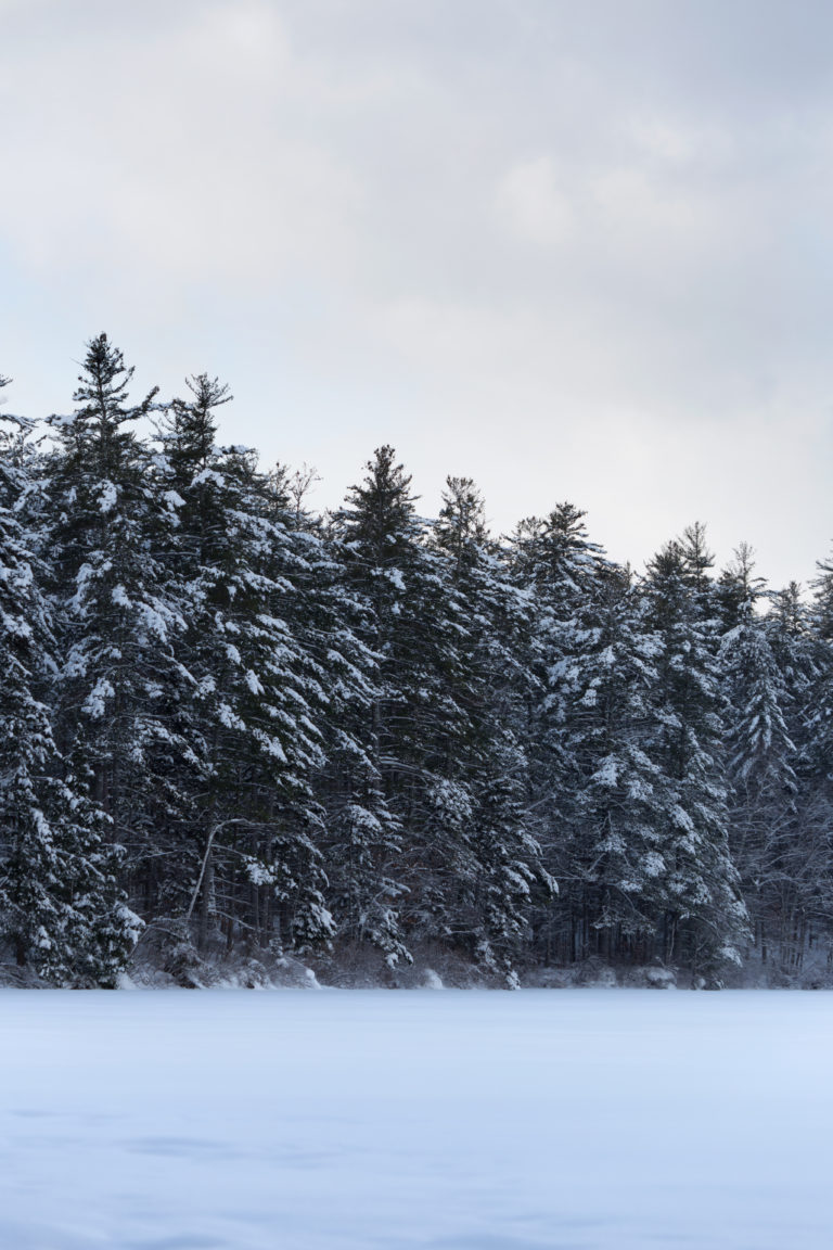 Snowy Trees Lining Frozen Lake