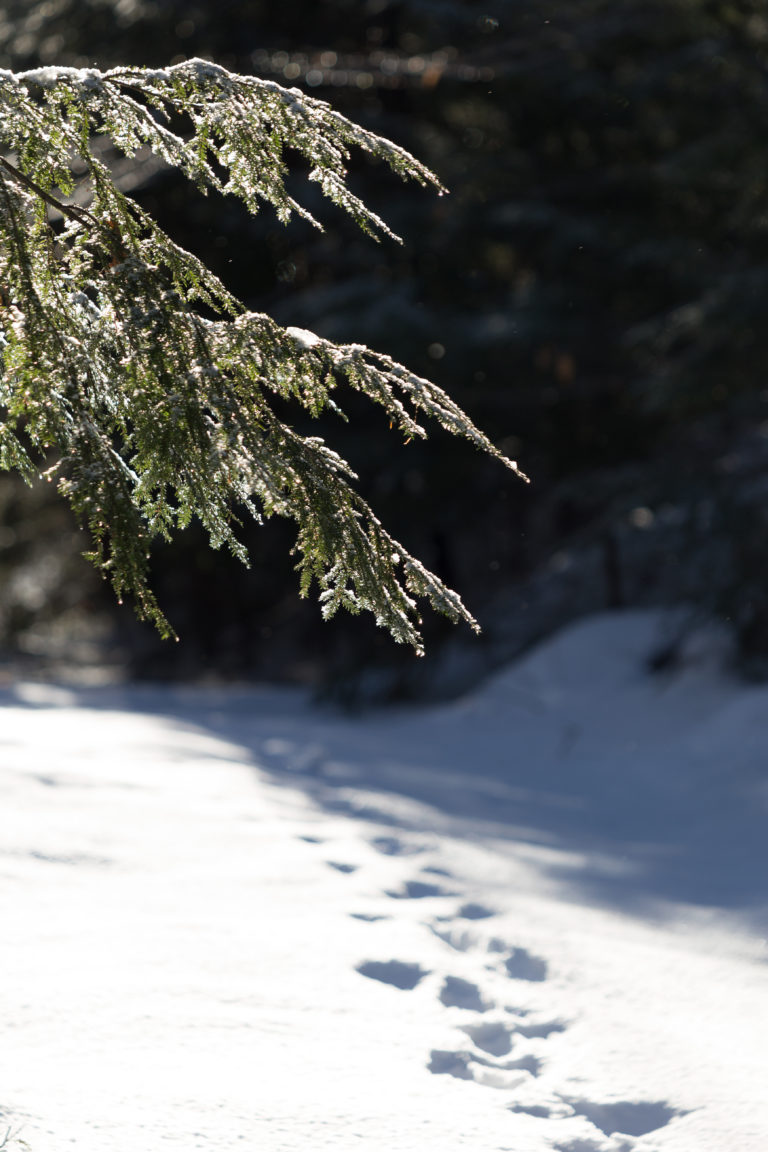 Breaking Trail in the Snow