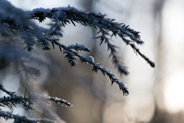 Cool Pine Bough