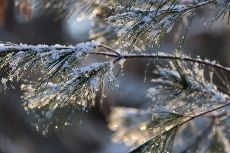 Snow Dusted Pine Needles