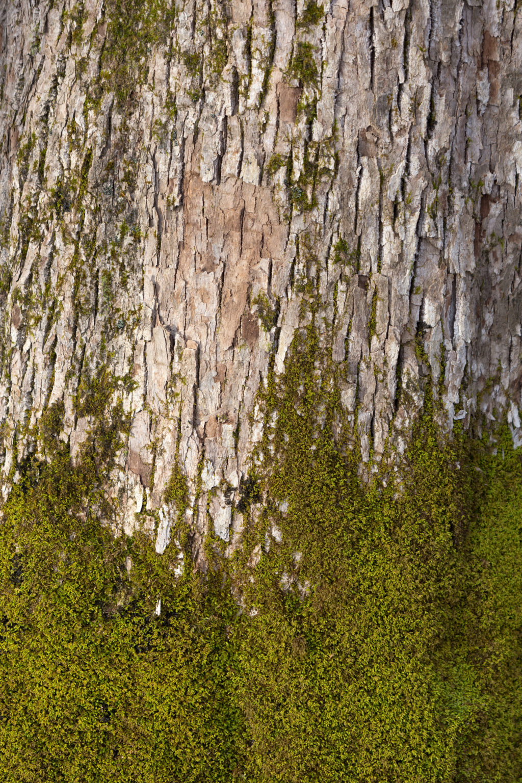 Moss Covered Bark