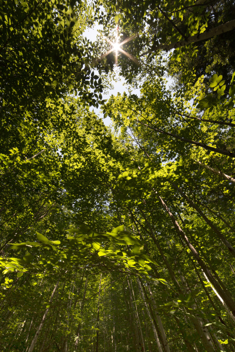 Looking Up at the Forest Canopy