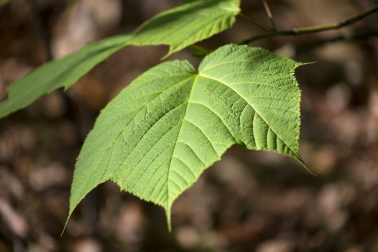 Mountain Maple