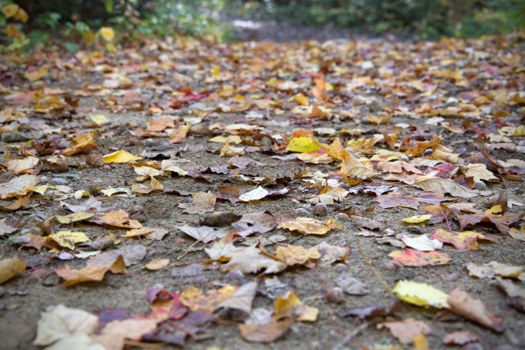 Fallen Leaves Covering Dirt Path