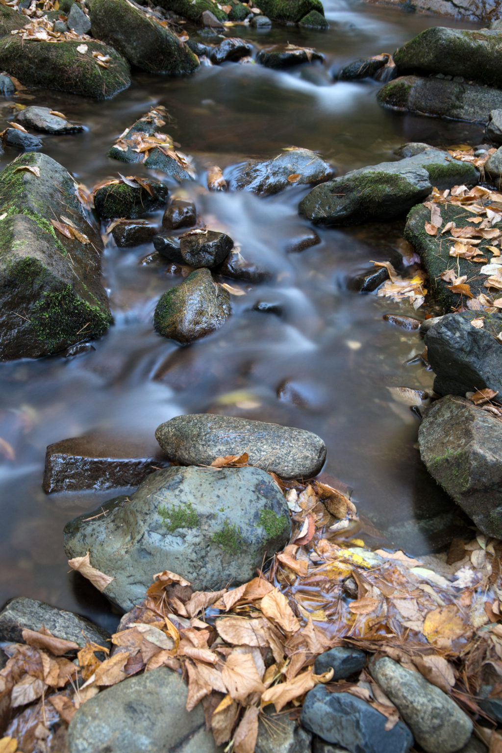 Trickling Stream