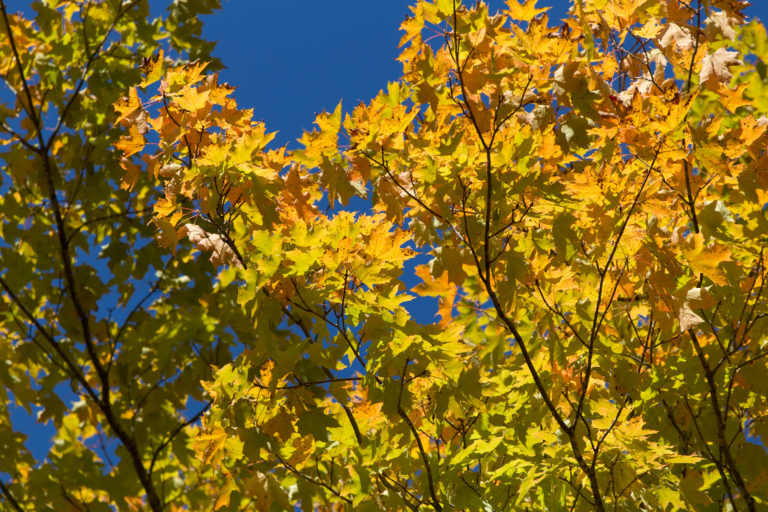 Changing Tree