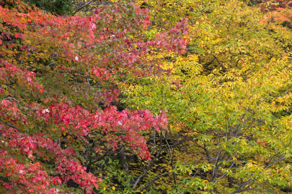 Red and Yellow Leaves