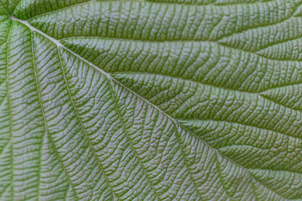 Muted Green Leaf