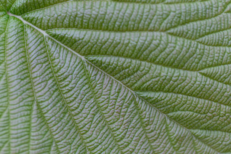 Muted Green Leaf