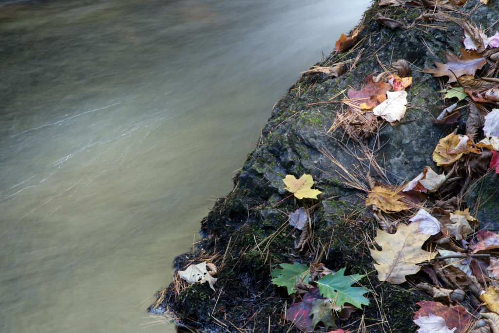 Leaves by a Stream