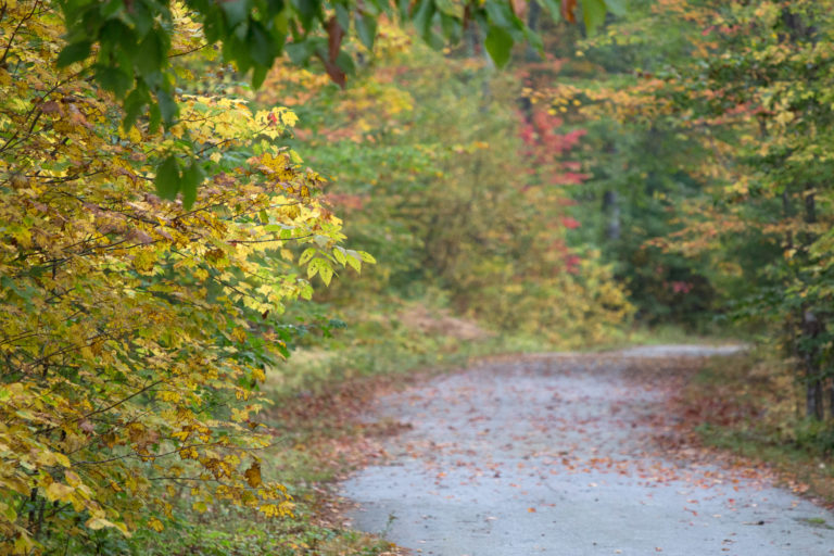 Old Carriage Road in Fall