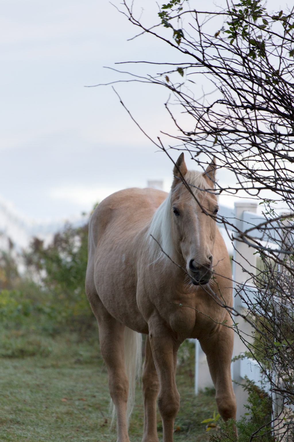 Fair Horse