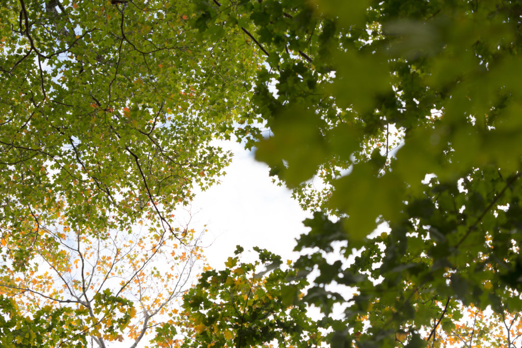 Looking Up Through the Trees