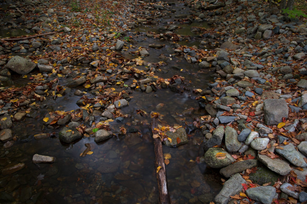 Dark Autumn Stream