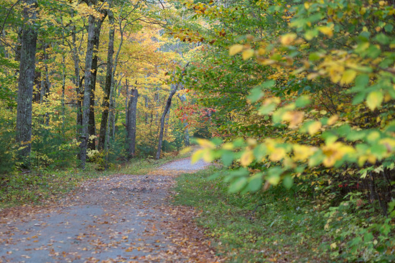 Autumn Back Road