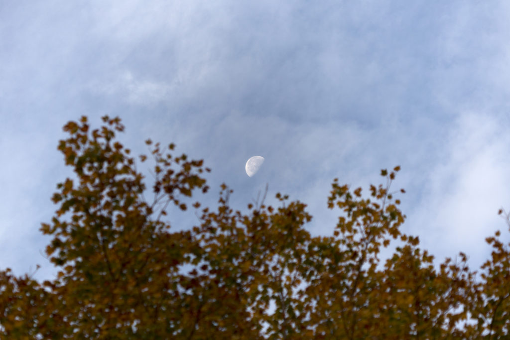 Moon Over Autumn Tree