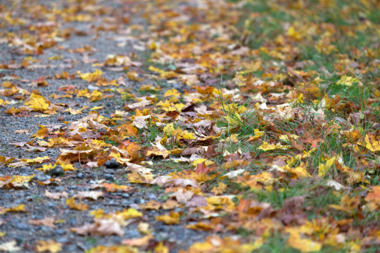 Fallen Leaves on Path