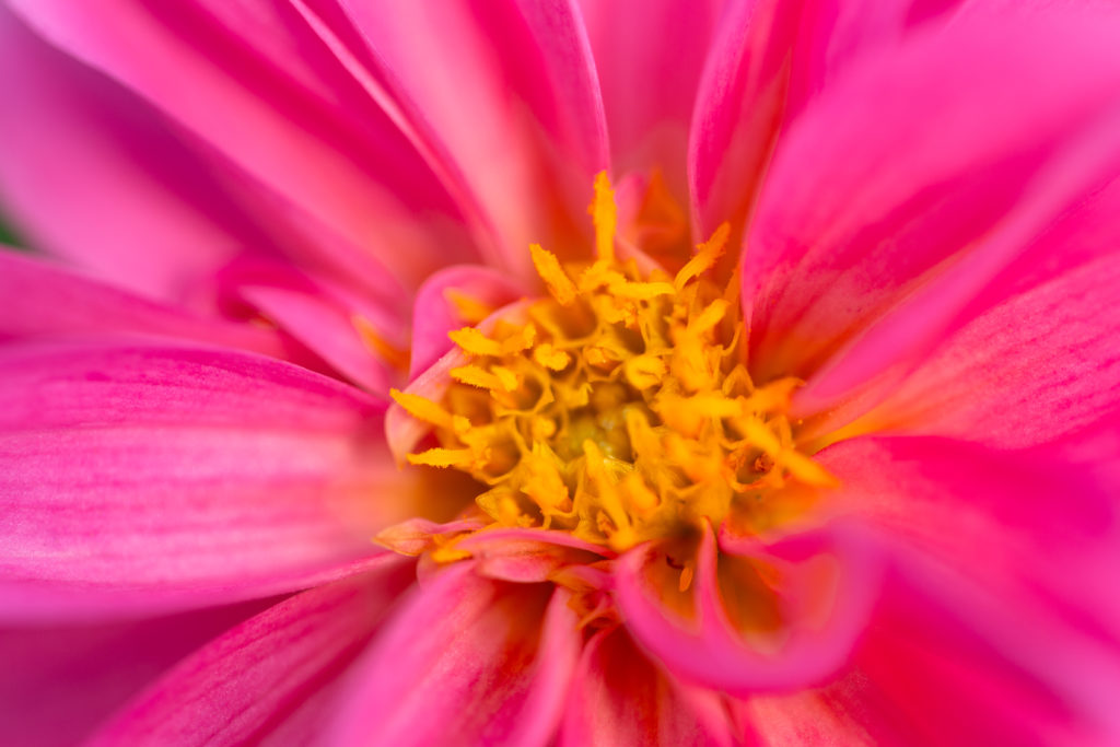 Macro Pink Flower Center