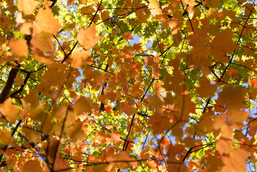 Looking Through the Leaves in Fall