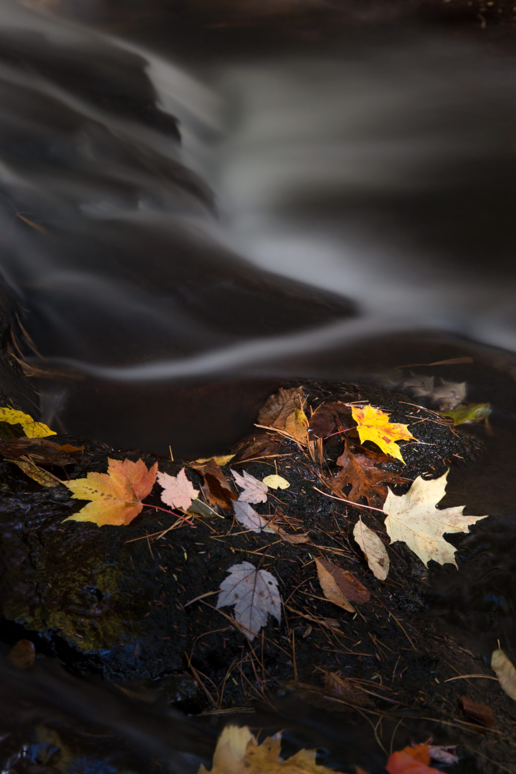 Dark Misty Stream and Glowing Leaves