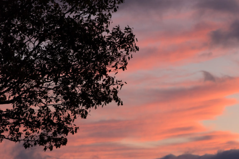 Silhouette Tree Against Cotton Candy Sky