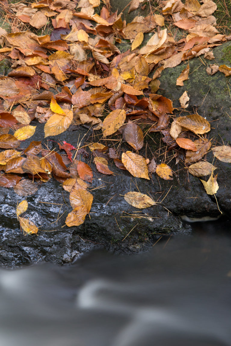 Fallen Beech Leaves