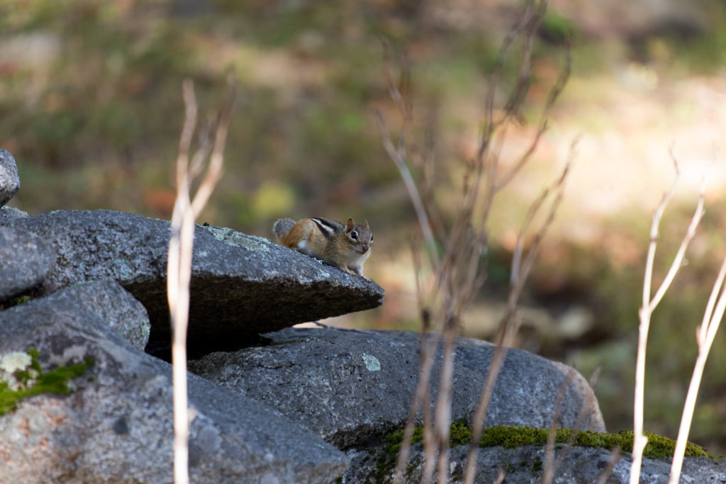 Chipmunk on Rock