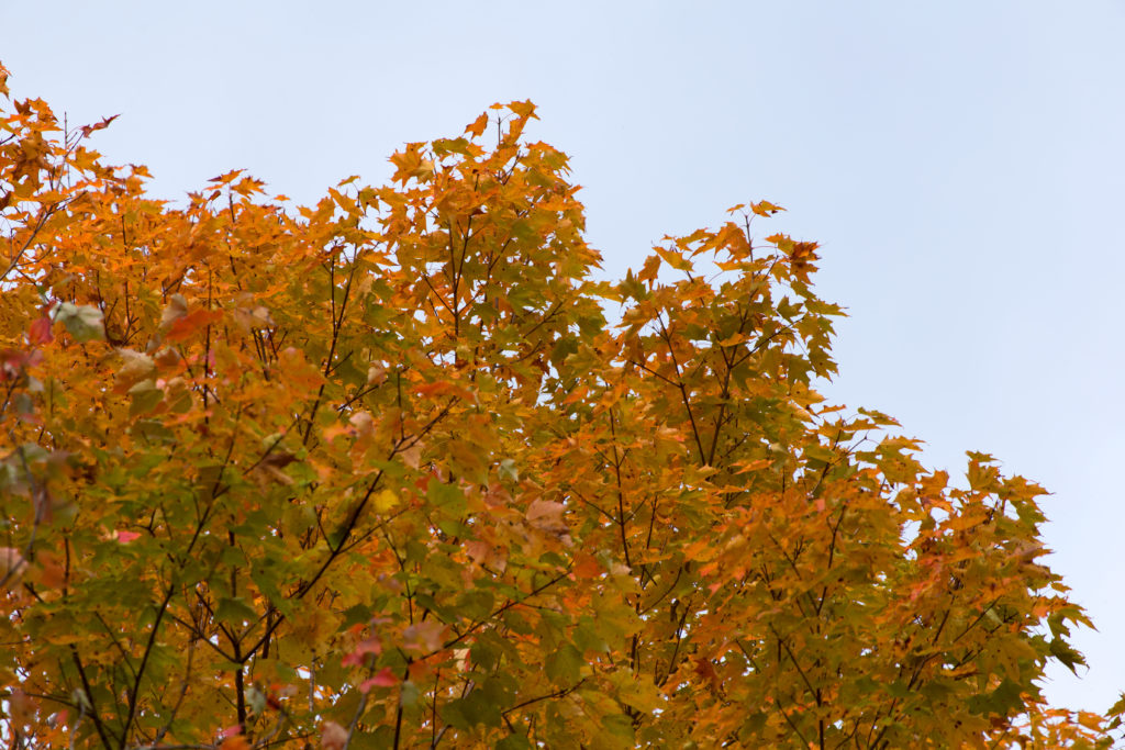 Dark Orange Foliage