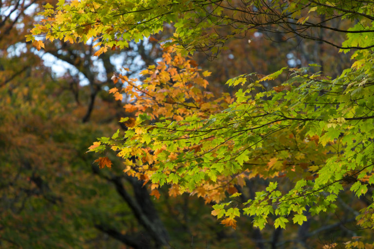 Early Fall Limb