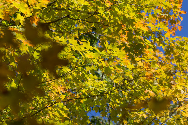 Fall Foliage Starting to Change