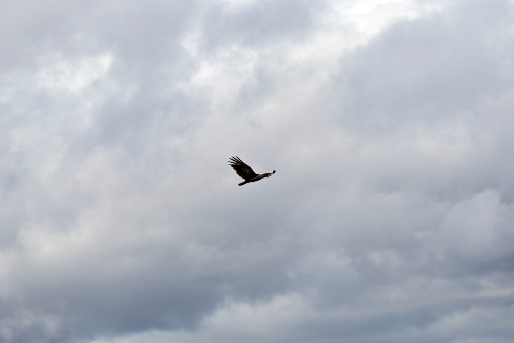 Lone Bird in a Cloudy Sky