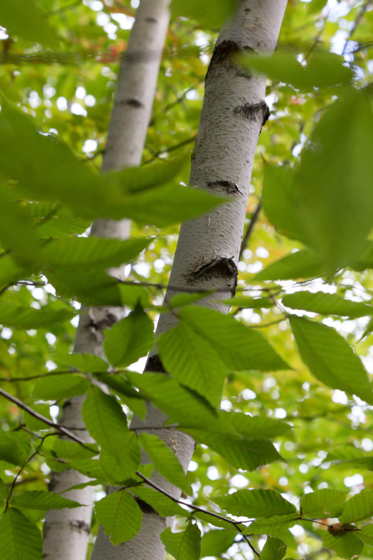 Birch Trees Peeking Through the Leaves