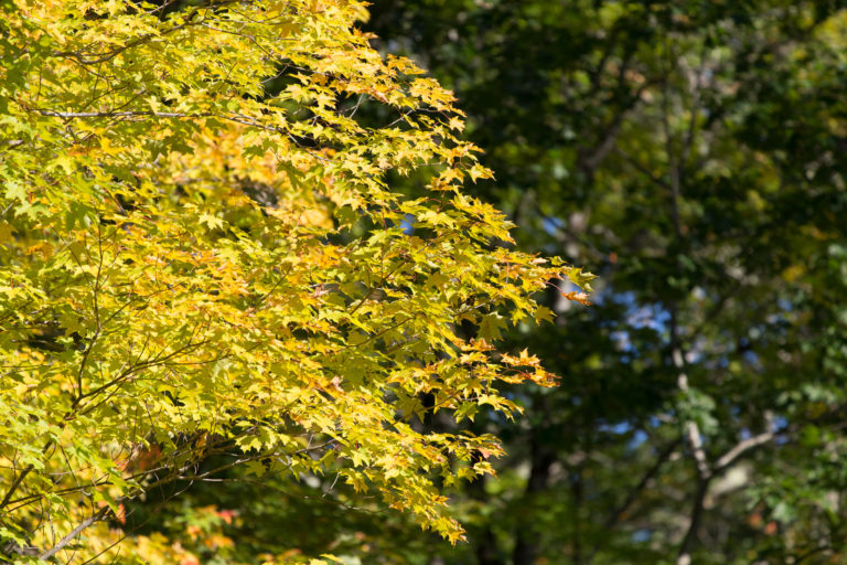 Bright Yellow Tree