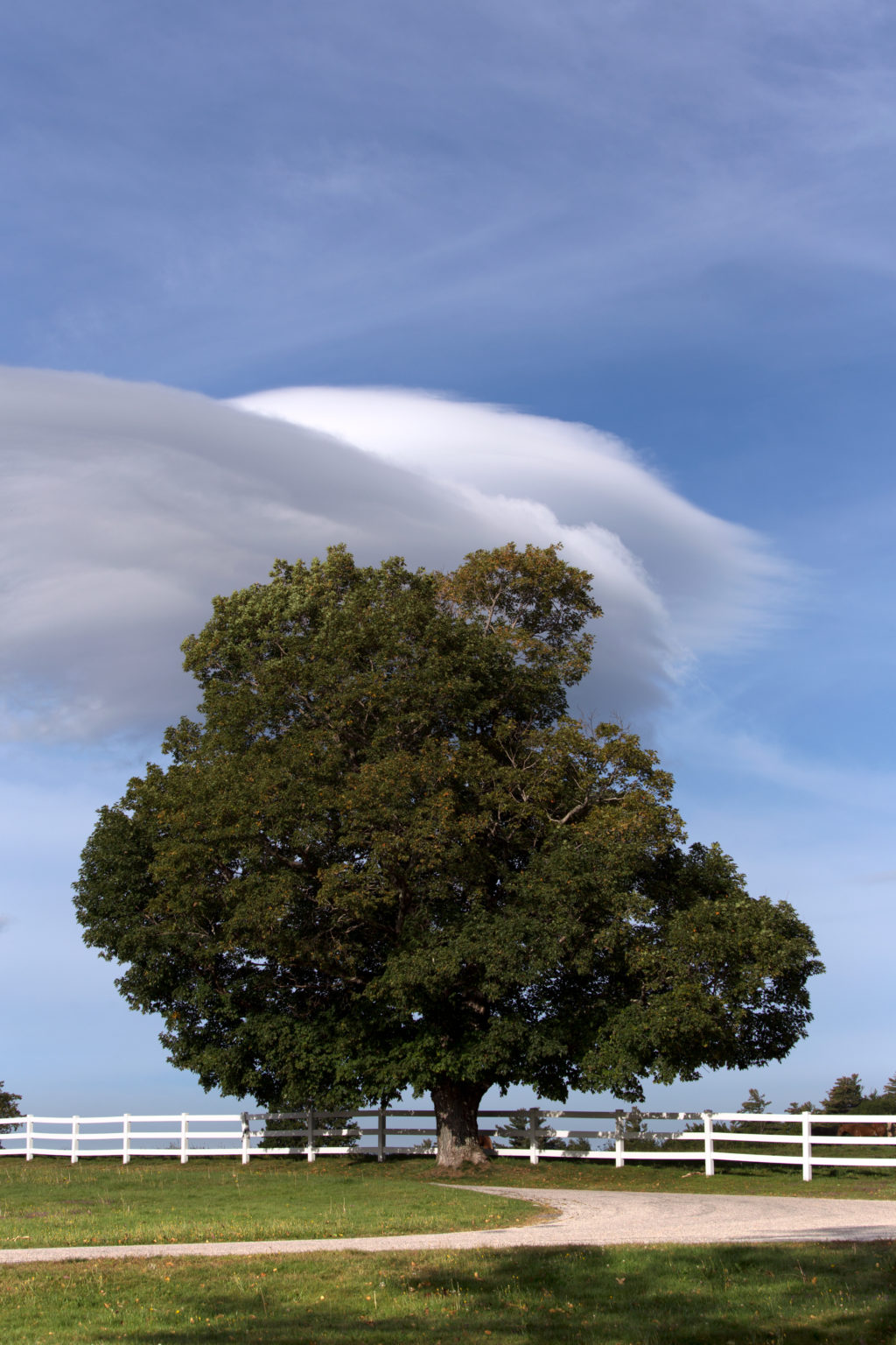 Large Tree on Edge of Paddock