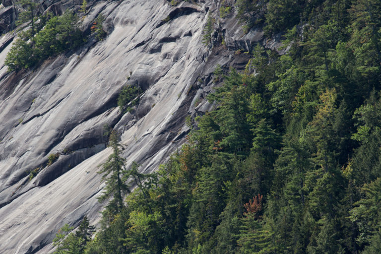 Trees Along a Rocky Slope