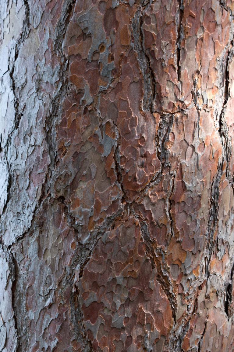 Red Pine Bark