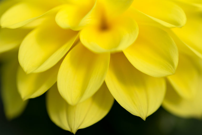 Macro Yellow Zinnia