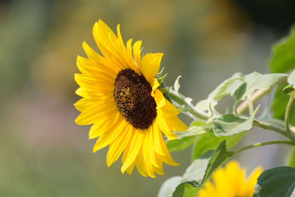 Sunflower Searching for Sun