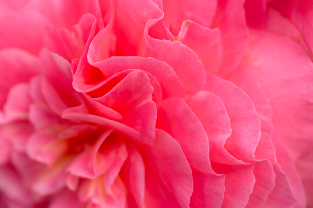 Waves of Pink Petals