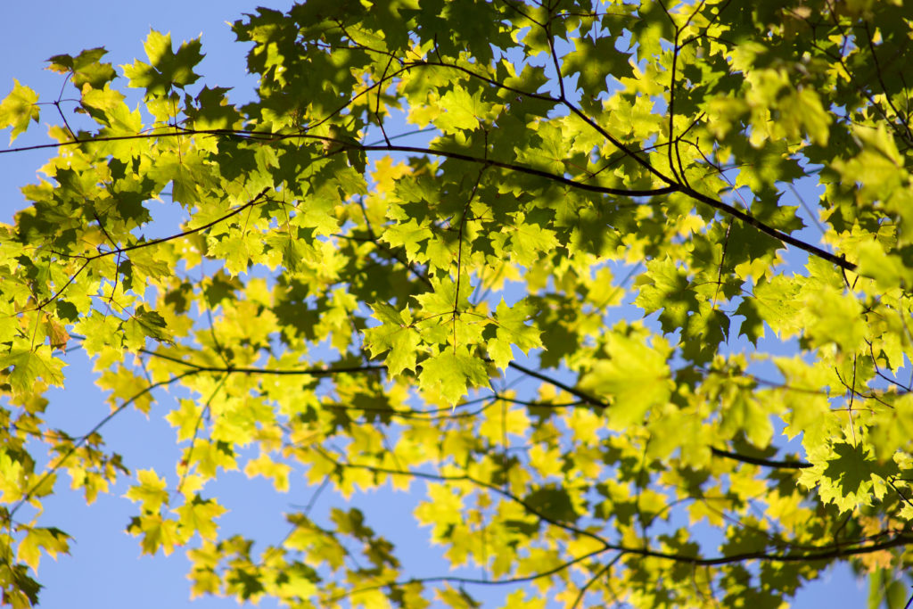 Summer Leaves