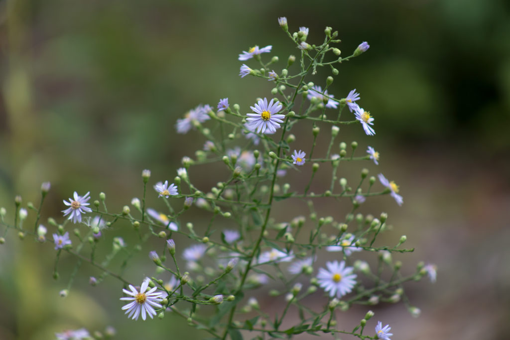 Wildflowers