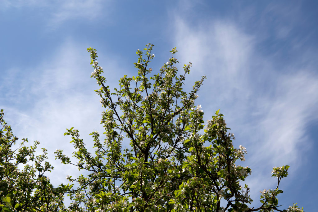 Last of the Spring Flowers on Tree