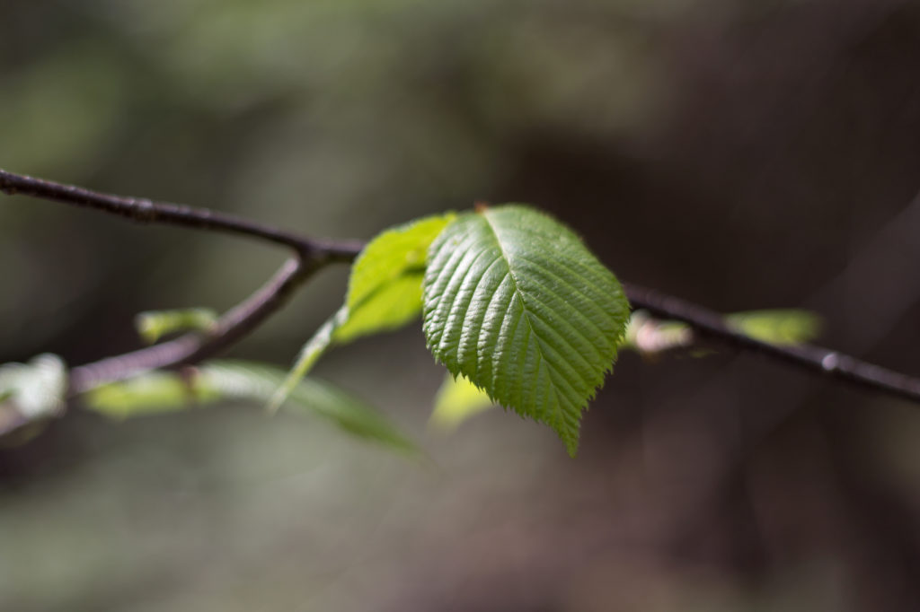 Bokeh Leaves on Branch