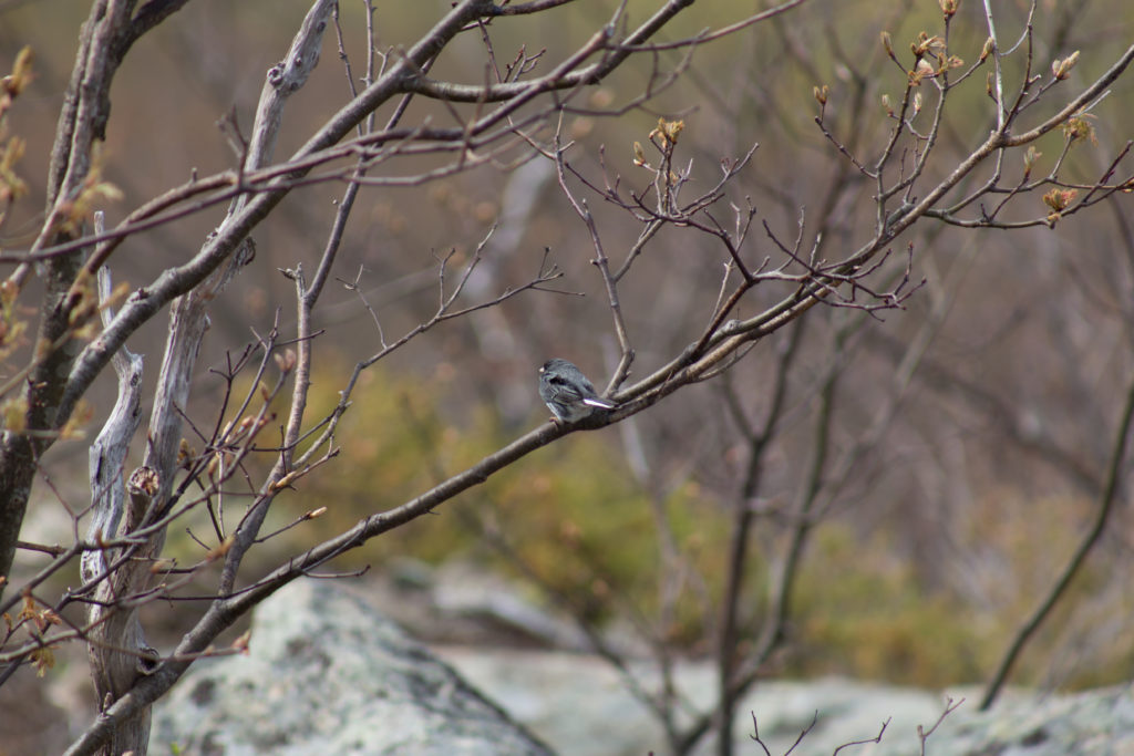 Bird in the Bush