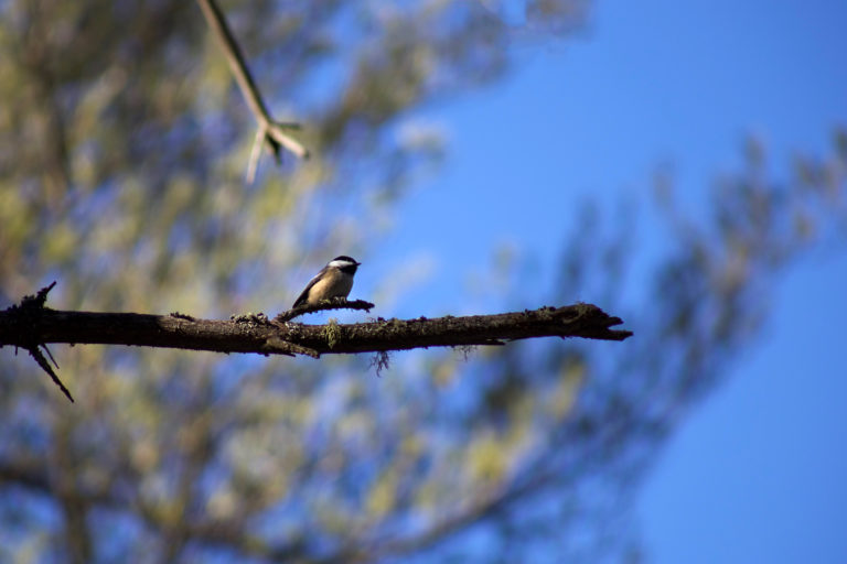 Chickadee on Branch