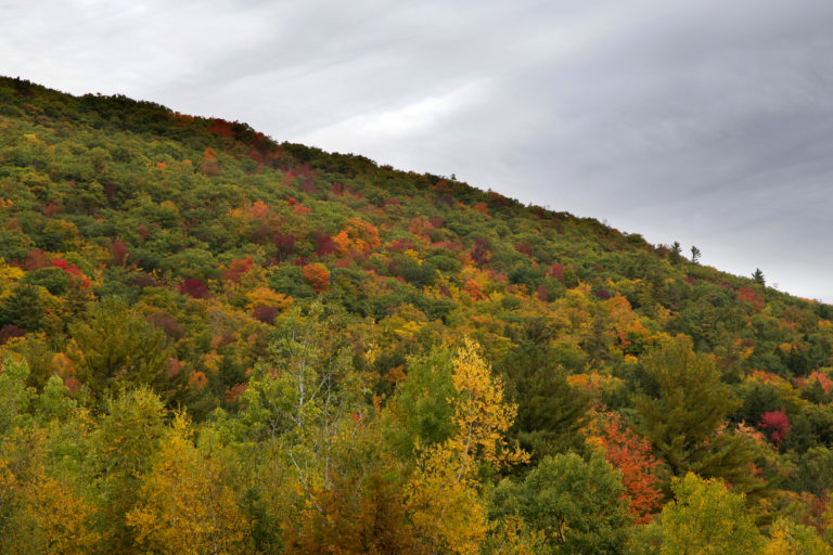 Muted Warm Fall Foliage