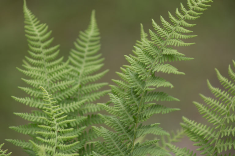 Delicate Ferns Growing