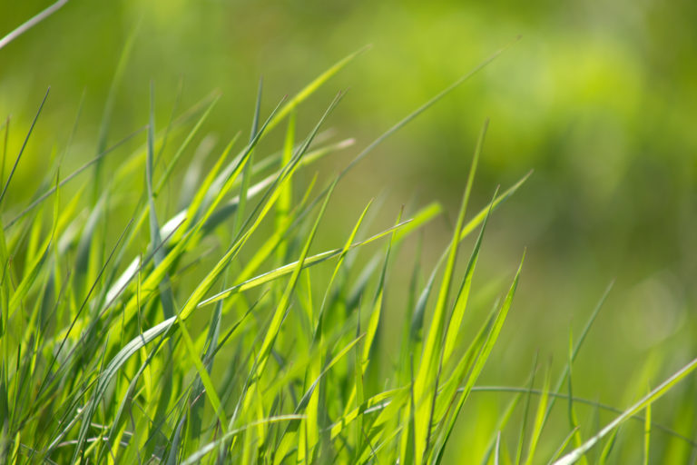 Bokeh Green Grass