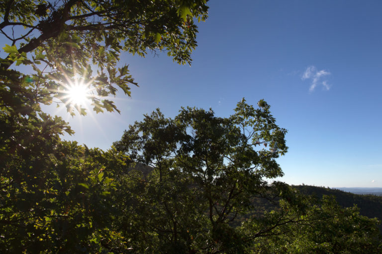 Bright Sun Peeking Through Trees