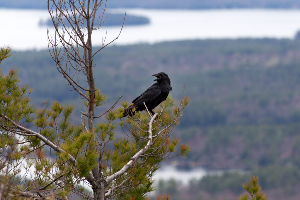 Crow Surveying the Valley